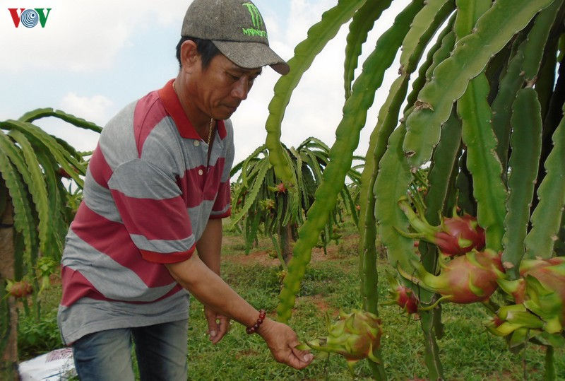 Nông dân trồng thanh long tại Bình Thuận phấn khởi vì giá thanh long đang tăng trở lại.