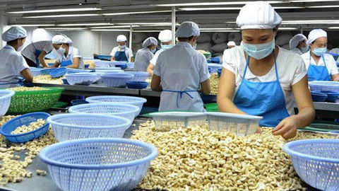 Kim ngạch xuất khẩu 2019 ước tính đạt 3,6 tỷ USD, ngành điều Việt Nam tiếp tục đứng số 1 thế giới.