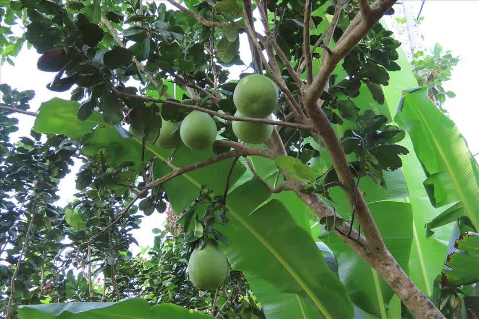 Những trái bưởi cuối cùng trong vườn bưởi được ông Bảy Lưu dành lại bán Tết. Ảnh: S.H
