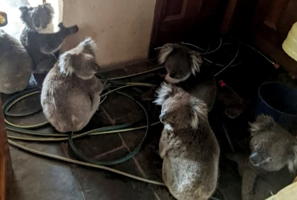   Hồi đầu tháng, cuộc điều tra của chính quyền bang New South Wales cho thấy hàng nghìn con gấu Koala đã bị chết và các “đám cháy khổng lồ” đã xóa sạch toàn bộ xác của những con gấu kaola này, vĩnh viễn không thể tìm thấy.  