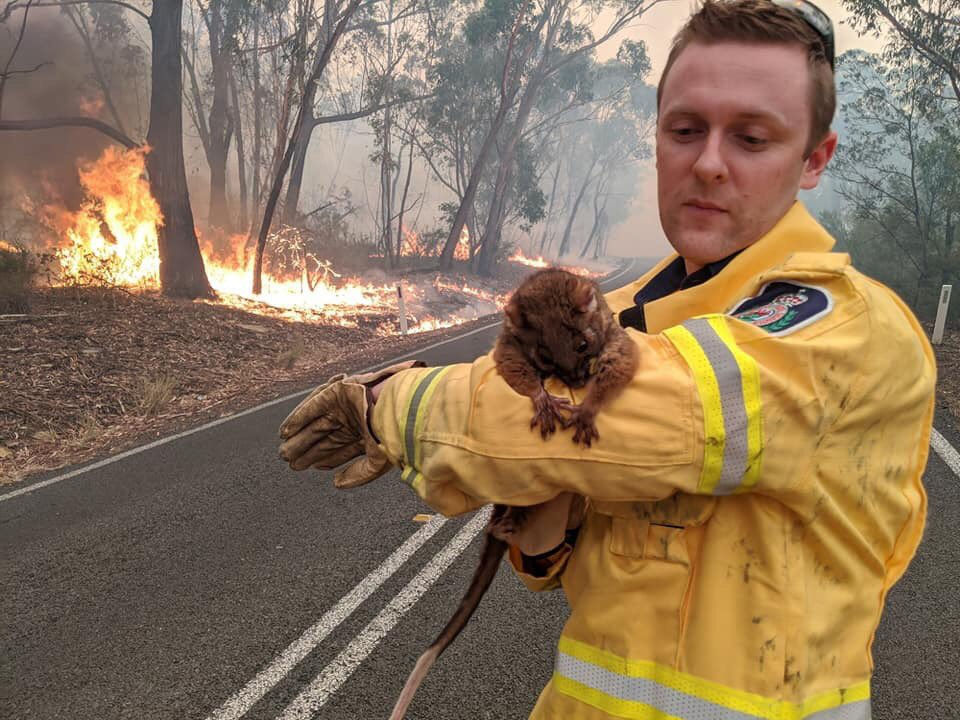   Trước đó, hình ảnh do các nhân viên cứu hỏa tình nguyện chia sẻ về 6 con gấu Koala được giải cứu khỏi một đám cháy rừng đã được lan truyền trên rất nhiều phương tiện thông tin đại chúng tại Australia và thế giới.  