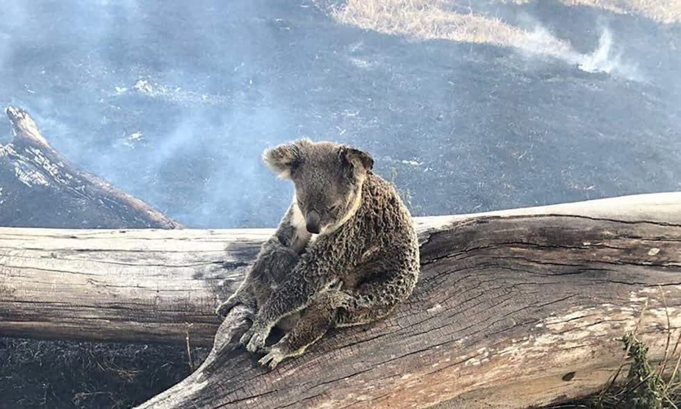   Bà Ley khẳng định một số lượng lớn gấu Koala bị đe dọa tính mạng và giết hại là do cháy rừng, còn thông tin gấu Koala đang dần trở nên tuyệt chủng tại Australia là hoàn toàn không chính xác và cường điệu. Bà cho biết đã nhận được rất nhiều thư từ khắp nơi trên thế giới lo ngại về tình trạng của gấu Koala ở Australia.  