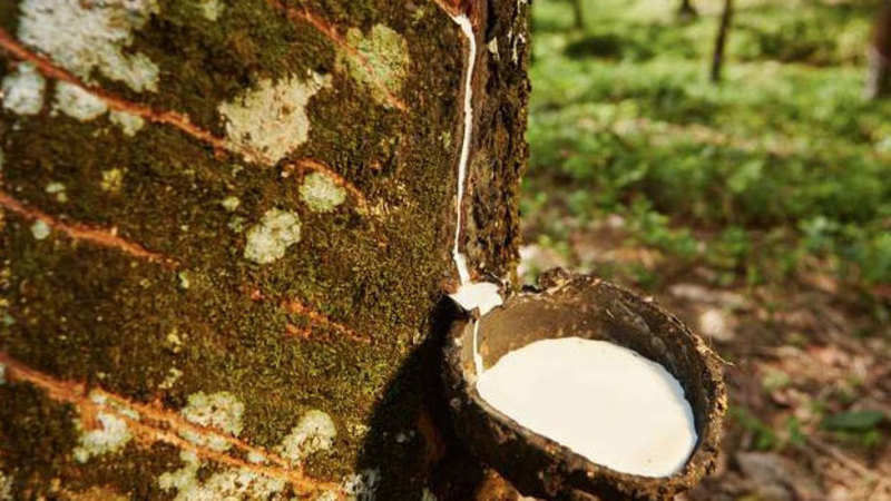 Trung Quốc vẫn đứng đầu về tiêu thụ cao su của Việt Nam.