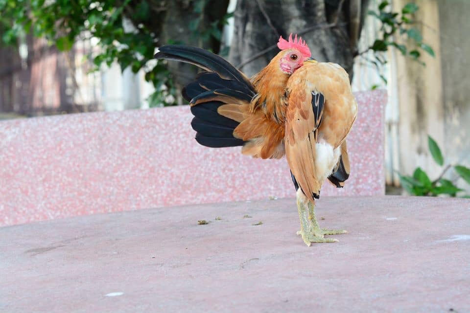 Nuôi “gà siêu mẫu” kiếm tiền khủng