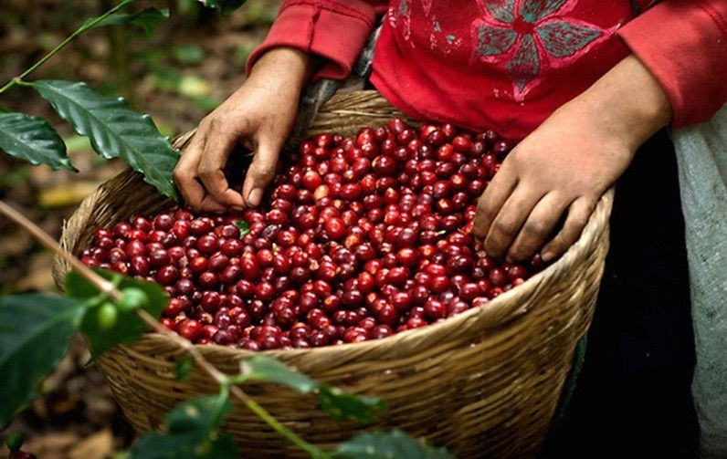 Báo cáo ngành hàng cà phê cuối tháng 12/2019: Xuất khẩu trong nước giảm