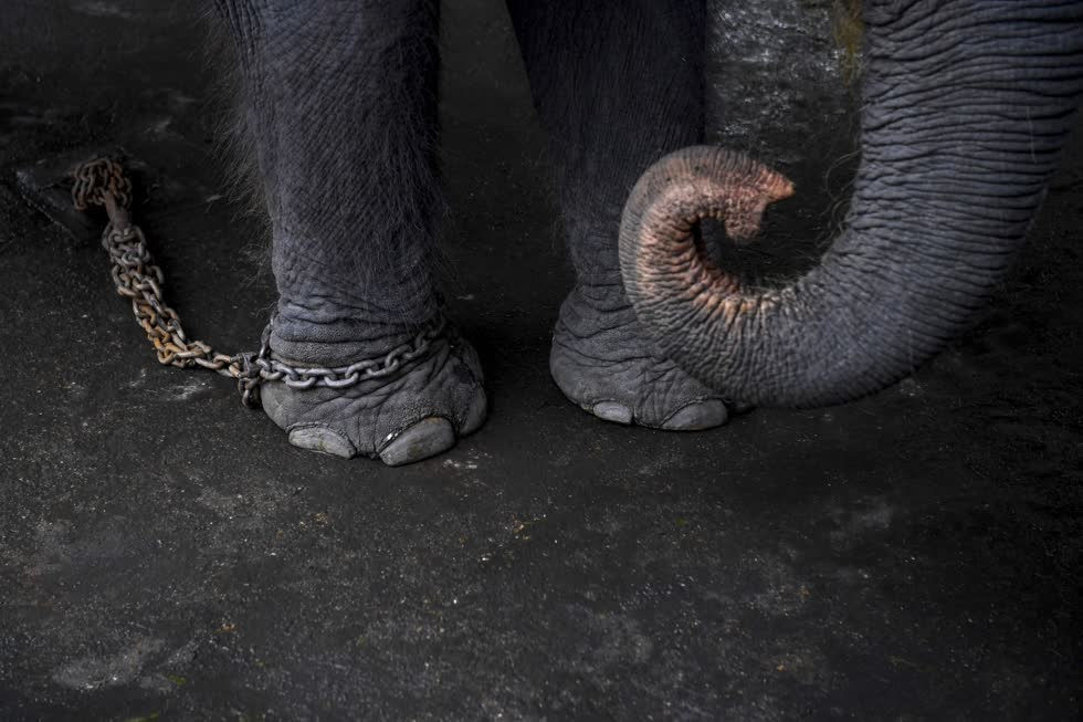 Một con voi bị xiềng xích tại Công viên voi Maetaeng thương mại ở Chiang Mai, Thái Lan.