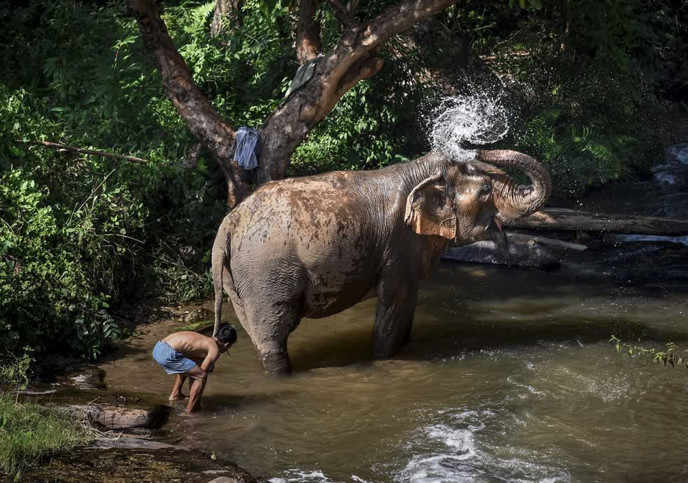Khám phá khu bảo tồn voi ở Thái Lan