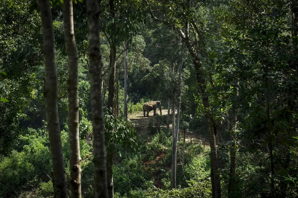 Một con voi đi lang thang trong khu bảo tồn mà không ai làm phiền chúng.