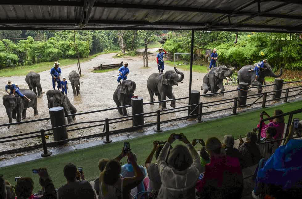 Voi buộc phải biểu diễn cho khách du lịch tại Công viên voi Maetaeng ở Chiang Mai, Thái Lan.