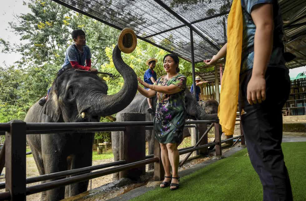 Khách du lịch chụp ảnh với những chú voi tại Công viên voi Maetaeng.