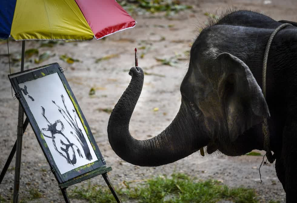 Một con voi biểu diễn vẽ tranh cho khách du lịch xem tại Công viên voi Maetaeng.