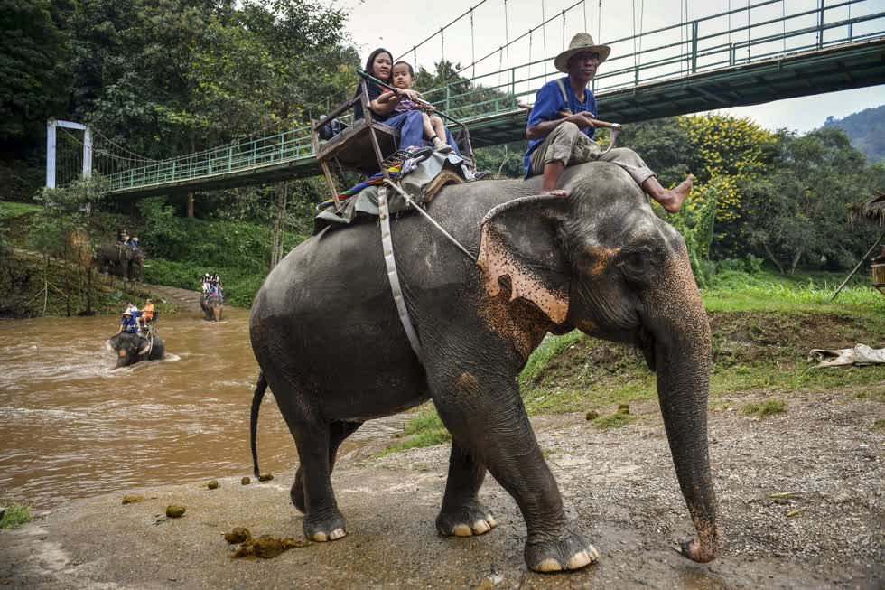 Tại đây, du khách còn được cưỡi voi khám phá trong khuôn viên công viên.