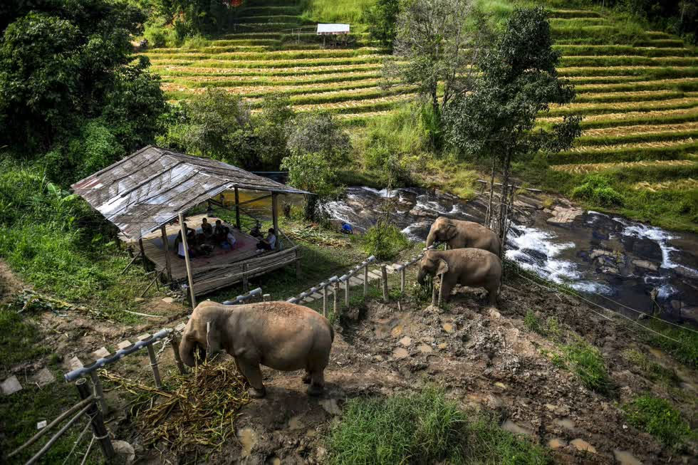 Khách du lịch ngắm nhìn những chú voi ăn từ xa tại khu bảo tồn voi ChangChill.