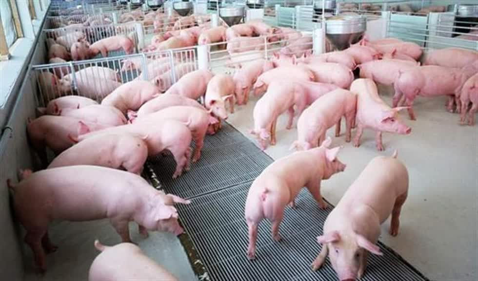 Đảm bảo cung cứng thịt lợn trước và sau Tết Nguyên đán 2020.
