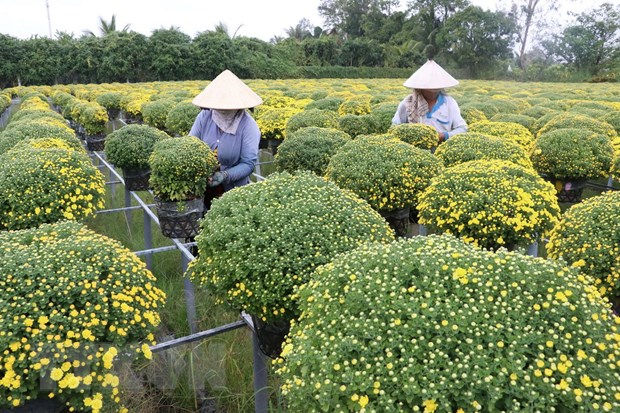 Nhà vườn sẽ cung ứng 2-3 triệu giỏ cúc mâm xôi phục vụ Tết 2020. (Ảnh: Nguyễn Văn Trí/TTXVN)