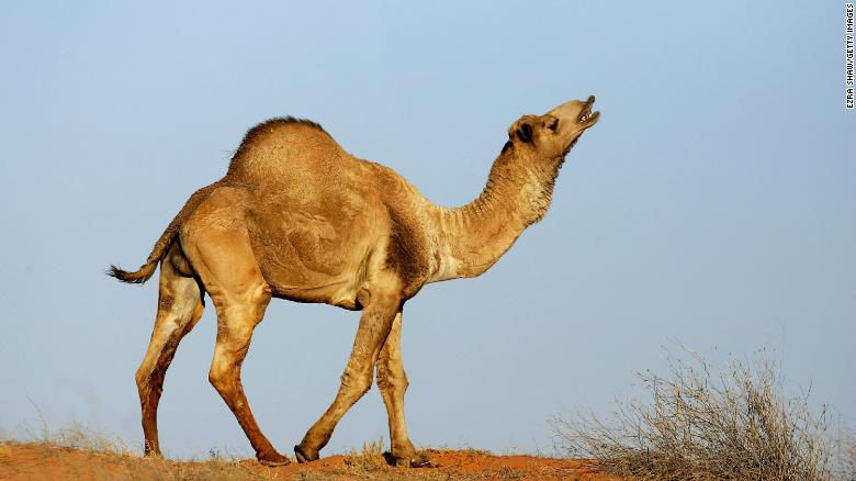 10.000 con lạc đà bị giết ở Úc vì uống quá nhiều nước