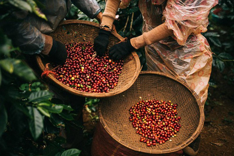 Cà phê thế giới phục hồi, giá trong nước tăng theo