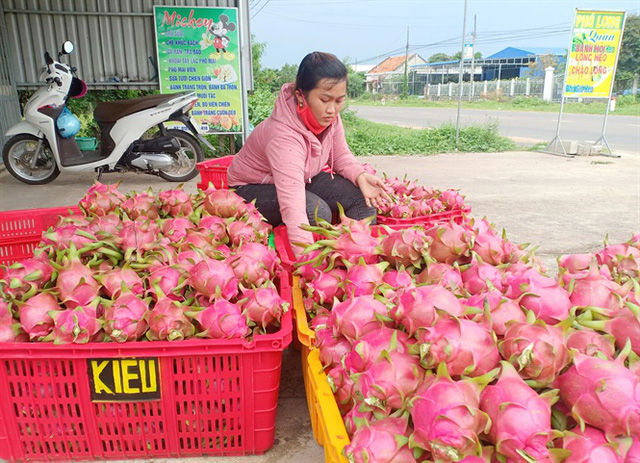 Càng cận tết giá thanh long giảm mạnh khiến nông dân Bình Thuận lo lắng.