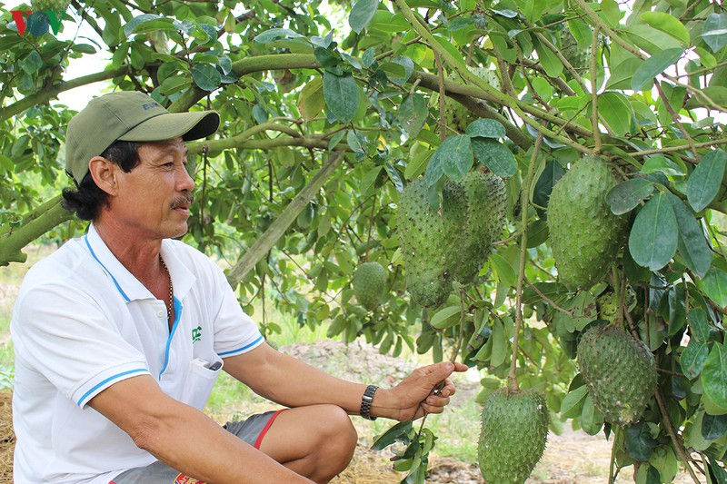 Nhà vườn trồng mãng cầu xiêm ở tỉnh Hậu Giang sẽ cung cấp cho thị trường Tết hàng chục tấn trái