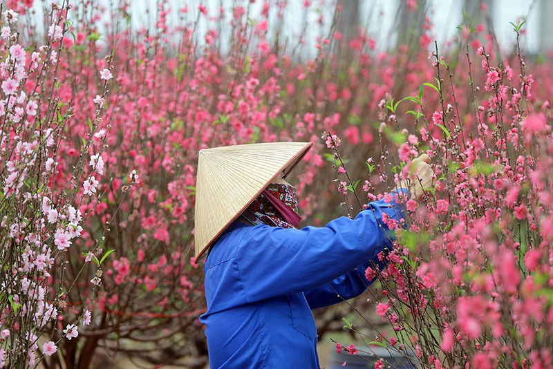 Không khí Tết trên phố phường Hà Nội