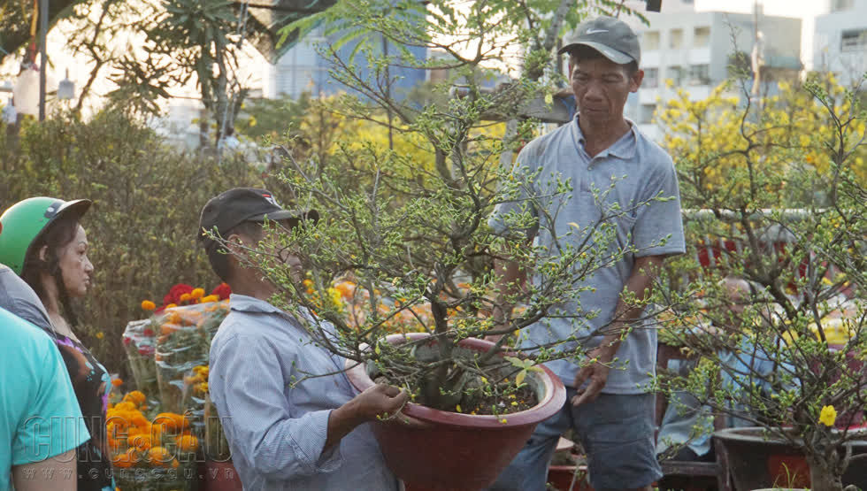  Chú Nguễn Văn Hải có thâm niên hơn 10 năm bán hoa Tết ở đây cho biết, năm nay gia đình chị vận chuyển lên thành phố khoảng 600 chậu mai, với giá bán giao động từ 200.000-5 triệu đồng/chậu tuỳ kích thước lớn hoặc nhỏ. “Thời điểm này khách đến chủ yếu ngắm và tham khảo giá cả chứ chưa mua nhiều. Thông thường khách đến mua nhiều vào khoảng từ 27-28 tháng Chạp”, chú  Hải cho biết thêm.