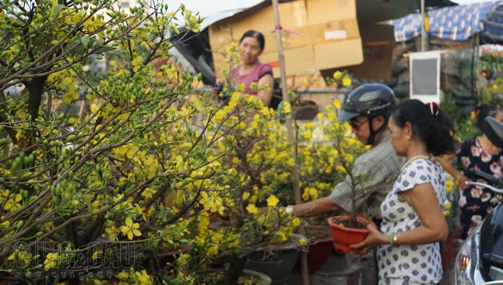 Năm nay hoa mai đẹp và nhiều chủng loại mới hơn năm trước, song giá bán so với các năm trước cũng không cao hơn. Mai được bày bán nhiều nhất ở bến Bình Đông, có chậu nhỏ giá 100.000-150.000 đồng nhưng có chậu phải hàng chục triệu.