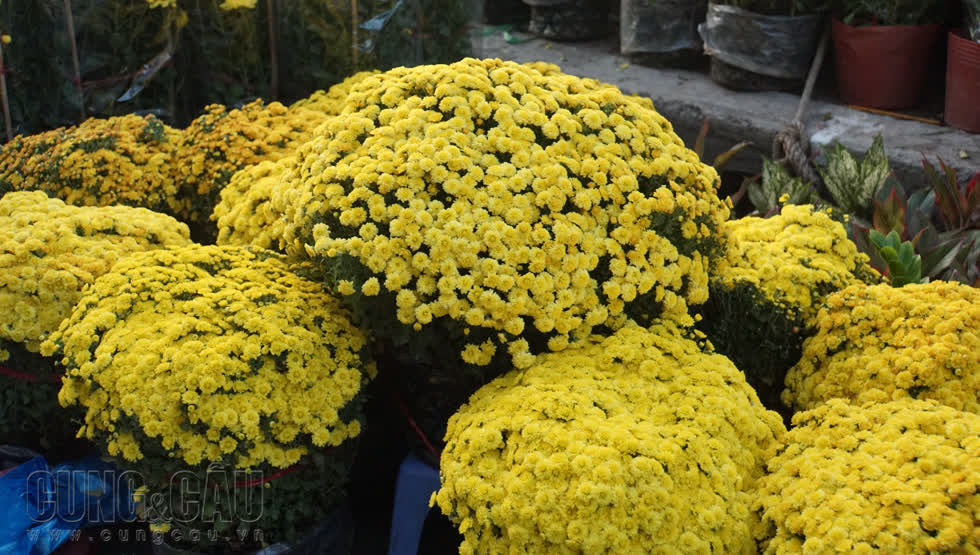  Màu vàng của hoa cúc rất hợp với nắng phương Nam, mang sắc xuân đến với phố phường. 
