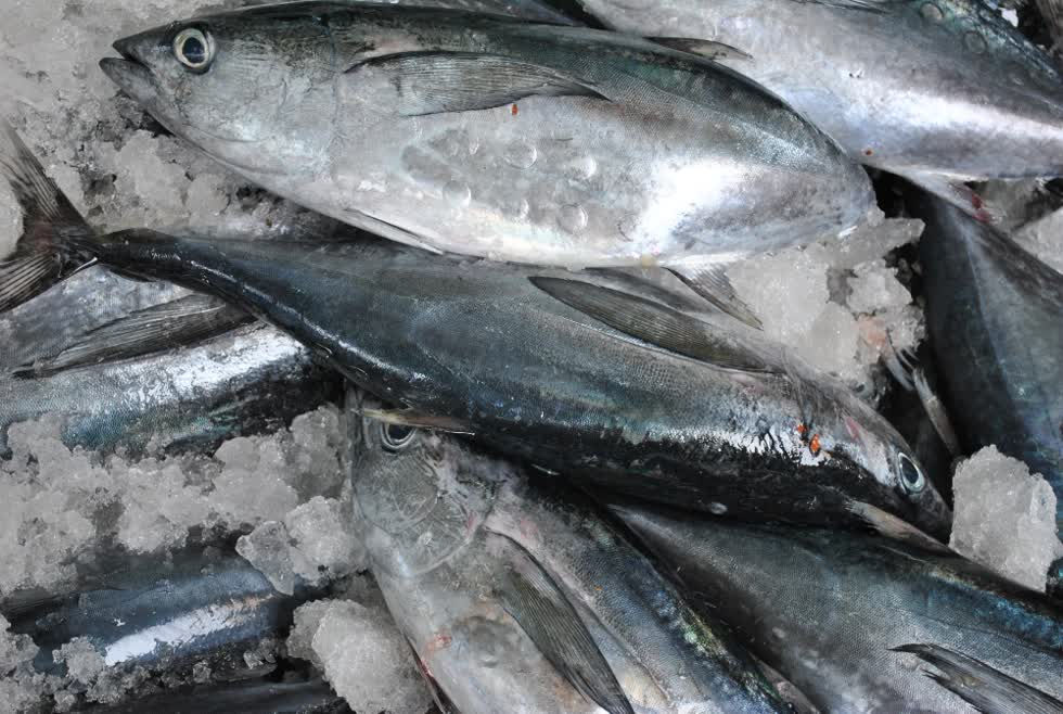 Xuất khẩu cá ngừ tăng trưởng chậm do còn dính “thẻ vàng EU”