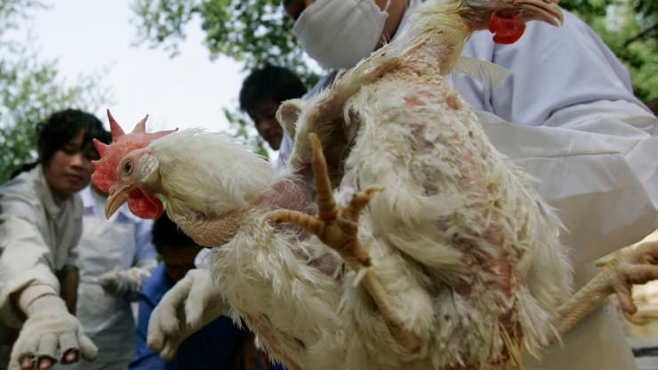 Hàng triệu con gà ở Trung Quốc có thể bị chết đói khi dịch virus corona lan rộng.