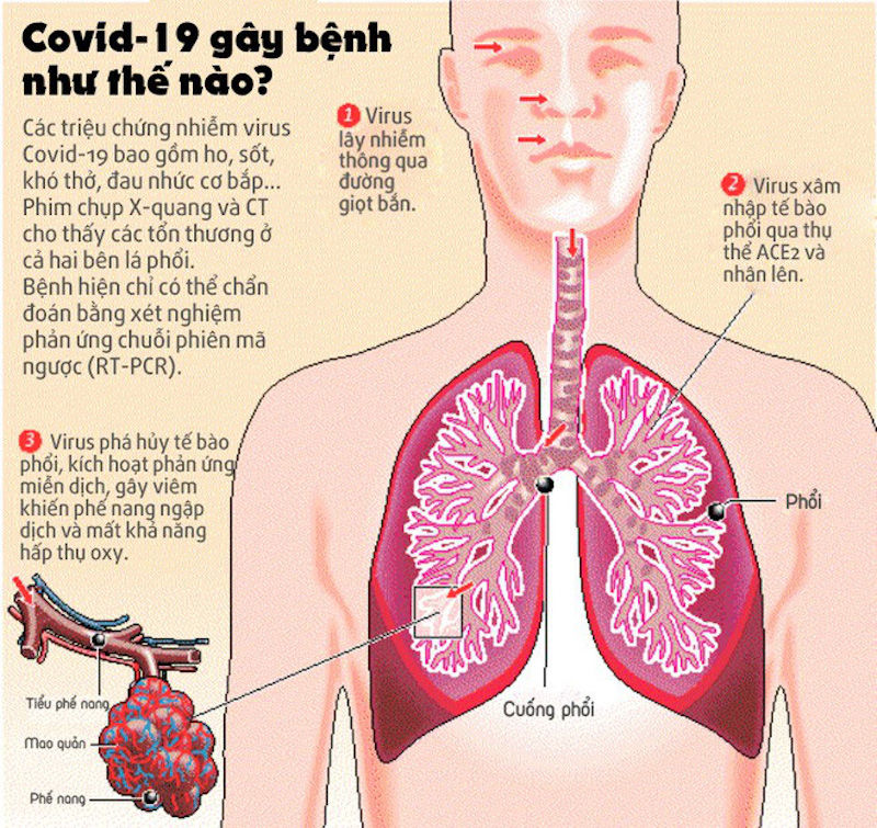 Virus Covid-19 tàn phá lá phổ bằng cách nào?