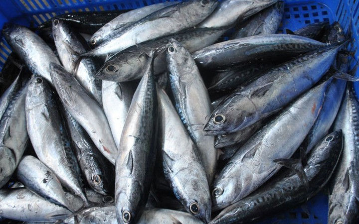 Sau Brexit xuất khẩu cá ngừ Việt Nam sang Anh dự kiến sẽ khó khăn hơn.