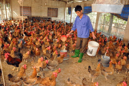 Thị trường thực phẩm tuần qua (24-29/2): Tôm hùm và gà công nghiệp tăng giá nhờ được giải cứu