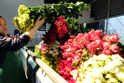 Người trồng sẽ hạn chế cắt hoa trước còn người bán thì kinh doanh hoa qua nhiều hình thức thay vì ngồi bán một chỗ.