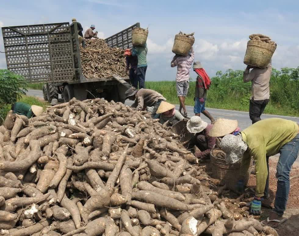 Báo cáo ngành hàng sắn tháng 2/2020: Giá thấp do xuất khẩu khó khăn.