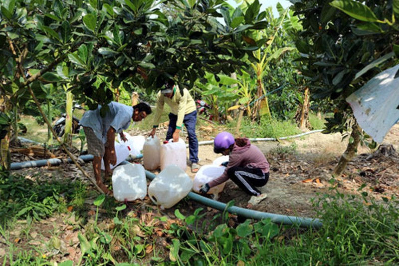 Người dân vận chuyển nước ngọt xả xuống mương để phun tưới cho cây sầu riêng. Ảnh: báo Pháp Luật VN.