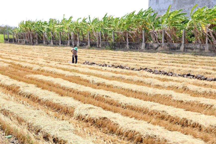 Ngời dân ở xã Long Hòa, thị xã Gò Công phải chuyển đổi diện tích đất lúa sang trồng loại cây khác. Ảnh: TTXVN