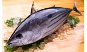 Giữa tâm dịch COVID-19, xuất khẩu cá ngừ của Việt Nam sang Đức tăng 134%.