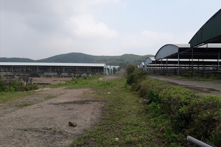 Chuồng trại bỏ hoang tại dự án chăn nuôi bò của Công ty Bình Hà.