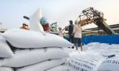 GS Võ Tòng Xuân nhận định, ngưng xuất khẩu gạo sẽ thiệt thòi cho nông dân.