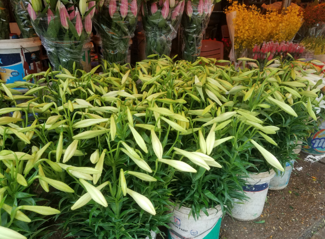   Loa kèn tại chợ hoa Quảng An được bán lẻ với giá 1.800 - 2.500 đồng/bông, thấp hơn năm ngoái một nửa giá. (Ảnh: VietNammoi).  