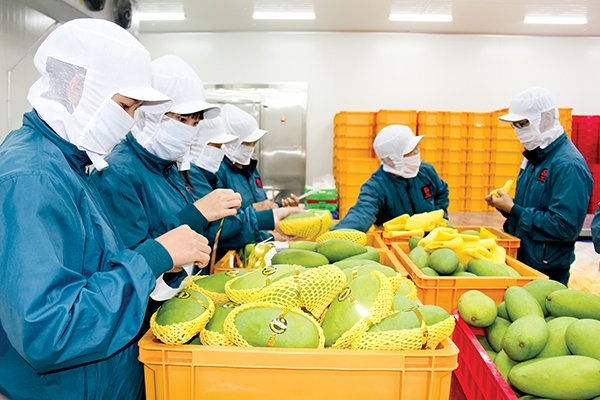 Xuất khẩu trái cây sang Trung Quốc giảm gần 30% so với năm 2019.