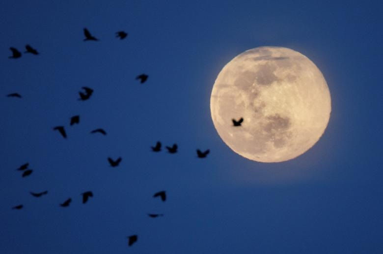 Đàn chim bay khi trăng lên ở Arlington, Virginia, Mỹ.