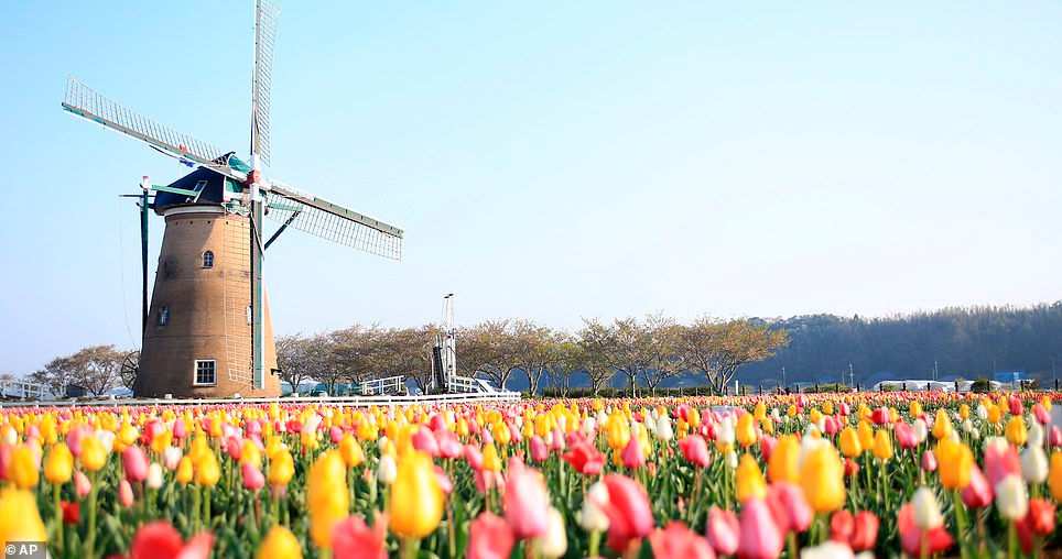   Chỉ vài tuần trước, hàng ngàn bông hoa rực rỡ phủ kín cánh đồng ở thành phố Sakura, phía đông Tokyo, (trái), nhưng bây giờ chúng đã bị cắt xuống (phải)   