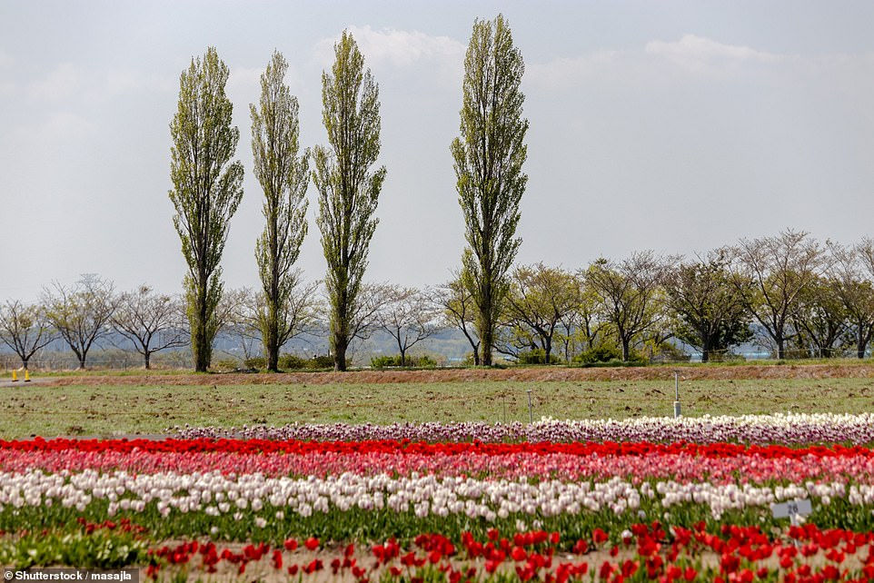 Cánh đồng hoa tulip rộng 7.000 m2, thường thu hút tới hơn 10.000 du khách ghé thăm mỗi năm vào tháng 4, mùa hoa nở.