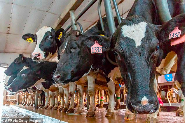   Hiệp hội thực phẩm sữa quốc tế cho biết, việc sụt giảm kinh doanh đã buộc phải bán phá giá khoảng 5% nguồn cung sữa ở Mỹ.   