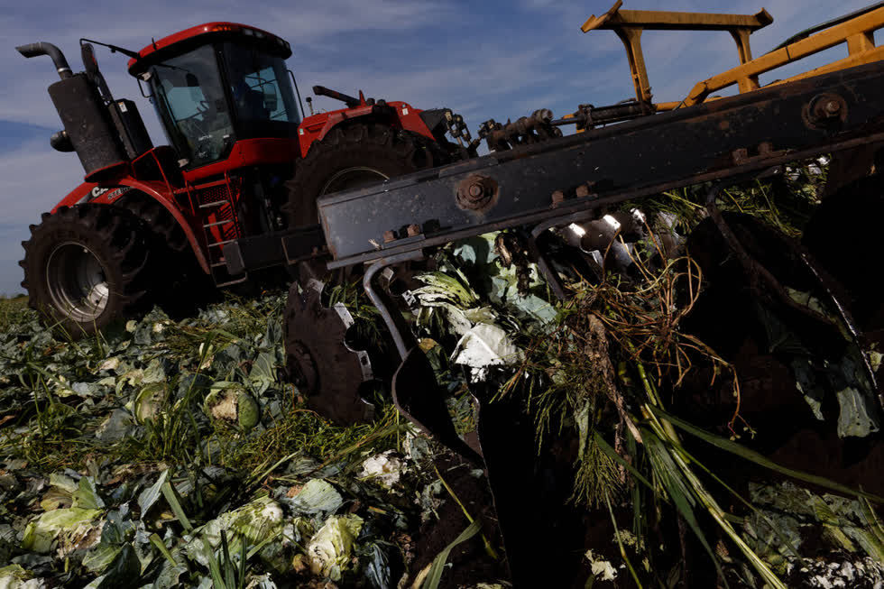 Hàng chục triệu tấn sản phẩm được trồng ở Mỹ đang thối rữa trên các cánh đồng.