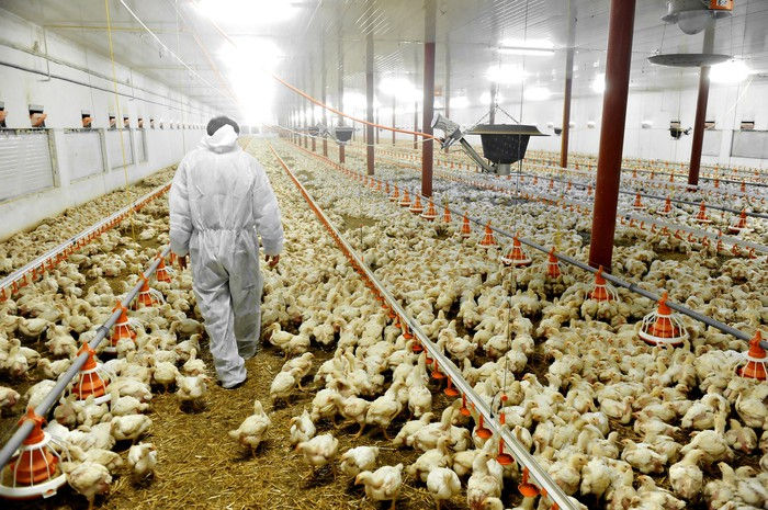   Theo New York, nhà chế biến gà Sanderson Farms đã phải tiêu hủy 750.000 quả trứng mỗi ngày vì chuỗi cung ứng nhà hàng thông thường của nó đã bị gián đoạn.  