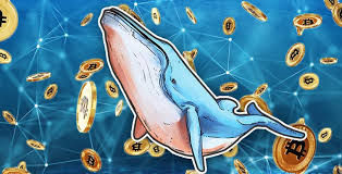 Cá voi Bitcoin từ đâu ra và cách 