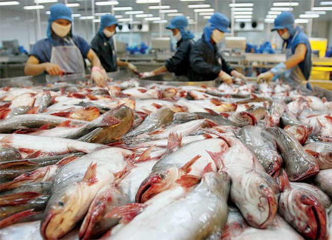   Theo số liệu thống kê, nửa đầu tháng 3/2020, giá trị xuất khẩu cá tra từ Việt Nam sang thị trường Hoa Kỳ tăng 18,8% so với cùng kỳ năm ngoái.  
