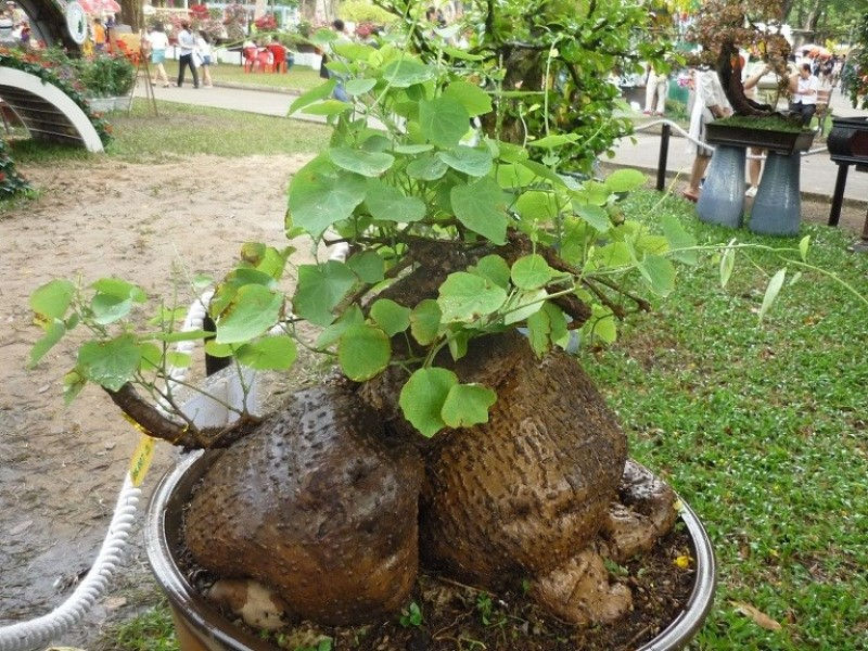 Top 10 loại cây thuốc quý ở Việt Nam có giá trị kinh tế cao